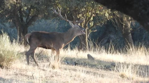 Iberian deer, Cervus elaphus hispanicus, Spain Vídeo Stock 234349113