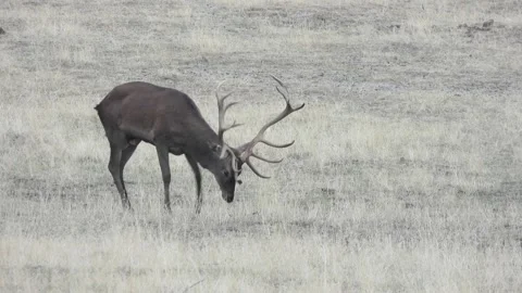 Iberian deer, Cervus elaphus hispanicus, Spain Stock Footage 234349235