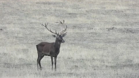 Iberian deer, Cervus elaphus hispanicus, Spain 스톡 동영상 234349240