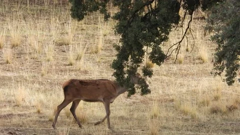 Iberian deer, Cervus elaphus hispanicus, Spain 動画素材 234349253