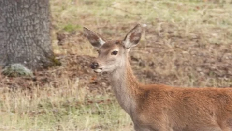 Iberian deer, Cervus elaphus hispanicus, Spain Vídeo Stock 234349312