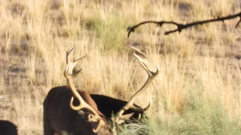 Iberian deer, Cervus elaphus hispanicus, Spain Vidéo 234349583