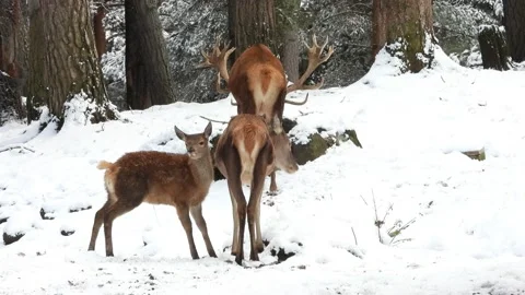 Iberian deer, Cervus elaphus hispanicus, Spain 動画素材 234349631