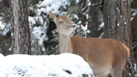 Iberian deer, Cervus elaphus hispanicus, Spain Видео 234349669