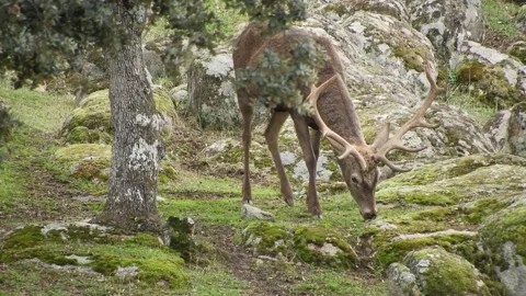 Iberian deer, Cervus elaphus hispanicus, Spain Видео 234349694