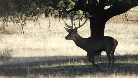 Iberian deer, Cervus elaphus hispanicus, Spain Vídeo Stock 234349700