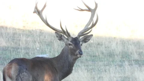 Iberian deer, Cervus elaphus hispanicus, Spain Видео 234349735