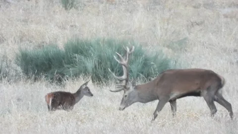 Iberian deer, Cervus elaphus hispanicus, Spain Stock Footage 234350394