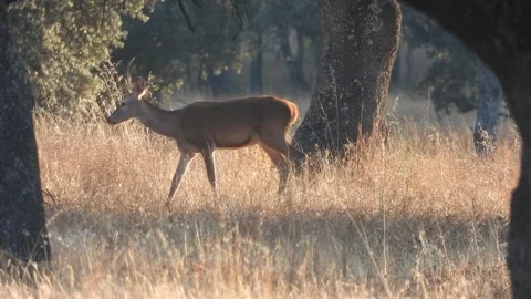 Iberian deer, Cervus elaphus hispanicus, Spain 動画素材 234350424