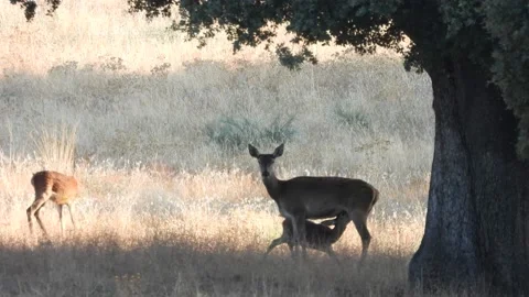 Iberian deer, Cervus elaphus hispanicus, Spain Vídeos de archivo 234350457