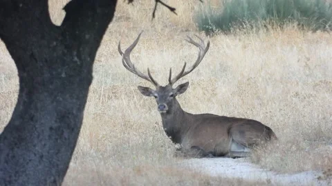 Iberian deer, Cervus elaphus hispanicus, Spain Vidéo 234350472