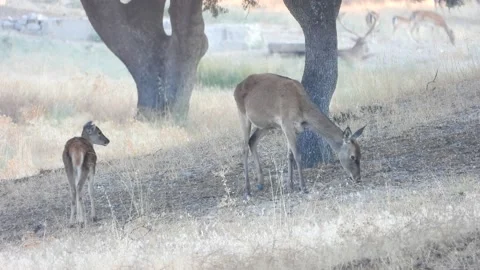 Iberian deer, Cervus elaphus hispanicus, Spain Stock Footage 234350524
