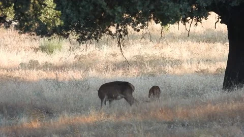 Iberian deer, Cervus elaphus hispanicus, Spain 스톡 동영상 234350530