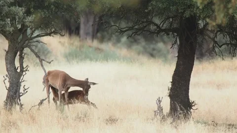Iberian deer, Cervus elaphus hispanicus, Spain Видео 234350547