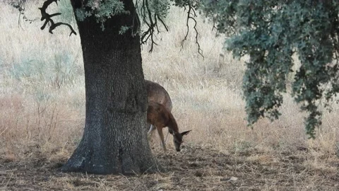 Iberian deer, Cervus elaphus hispanicus, Spain Stock Footage 234350572