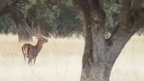 Iberian deer, Cervus elaphus hispanicus, Spain Видео 234350616