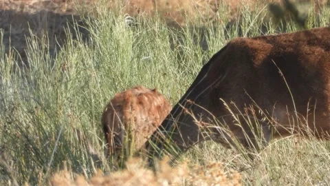 Iberian deer, Cervus elaphus hispanicus, Spain Vídeo Stock 234350749