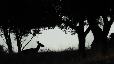 Iberian deer, Cervus elaphus hispanicus, Spain 動画素材 234350776