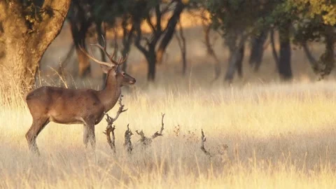 Iberian deer, Cervus elaphus hispanicus, Spain Видео 234350849