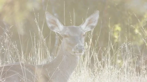 Iberian deer, Cervus elaphus hispanicus, Spain Видео 234350950