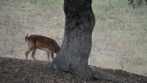 Iberian deer, Cervus elaphus hispanicus, Spain 動画素材 234350996