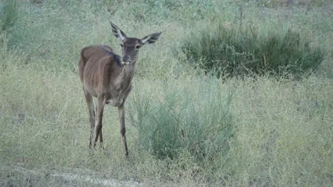Iberian deer, Cervus elaphus hispanicus, Spain Stockbeeldmateriaal 234351040