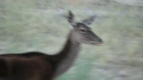 Iberian deer, Cervus elaphus hispanicus, Spain Vídeo Stock 234351076