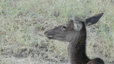 Iberian deer, Cervus elaphus hispanicus, Spain Видео 234351101