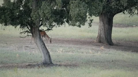 Iberian deer, Cervus elaphus hispanicus, Spain Stock-Footage 234351128
