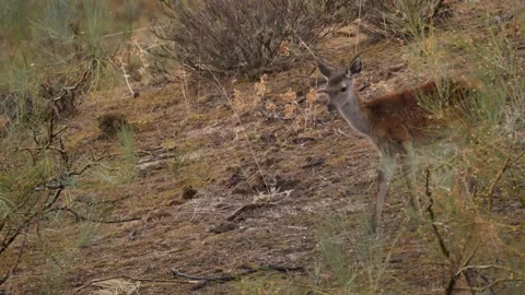 Iberian deer, Cervus elaphus hispanicus, Spain Stock Footage 234351137