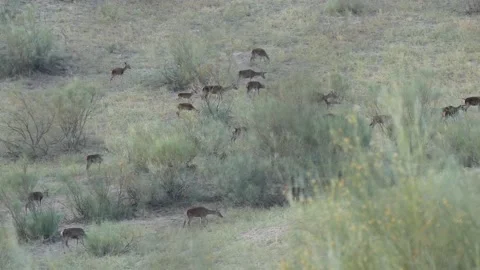 Iberian deer, Cervus elaphus hispanicus, Spain Vídeos de archivo 234351154