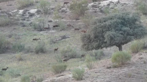 Iberian deer, Cervus elaphus hispanicus, Spain 動画素材 234351155