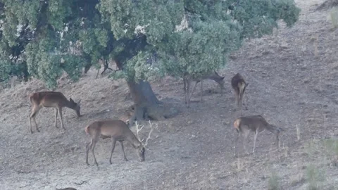 Iberian deer, Cervus elaphus hispanicus, Spain Stockbeeldmateriaal 234351192