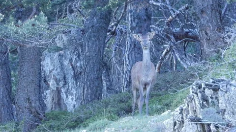 Iberian deer, Cervus elaphus hispanicus, Spain 動画素材 234351217