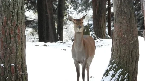 Iberian deer, Cervus elaphus hispanicus, Spain Vídeo Stock 234351228