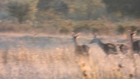 Iberian deer, Cervus elaphus hispanicus, Spain Vídeo Stock 234351239