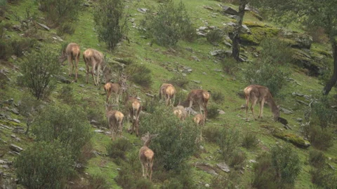 Iberian deer, Cervus elaphus hispanicus, Spain 스톡 동영상 234351910