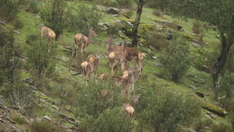 Iberian deer, Cervus elaphus hispanicus, Spain Vídeo Stock 234351920