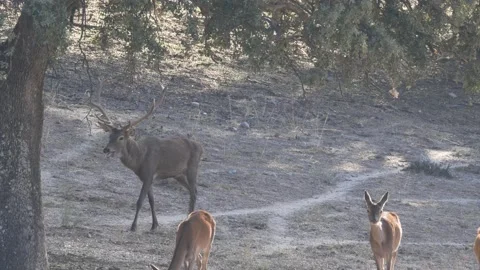 Iberian deer, Cervus elaphus hispanicus, Spain Vídeo Stock 234352023