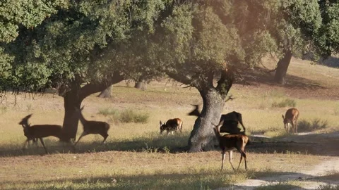 Iberian deer, Cervus elaphus hispanicus, Spain Vídeo Stock 234352082