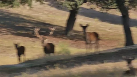 Iberian deer, Cervus elaphus hispanicus, Spain Stockbeeldmateriaal 234352153