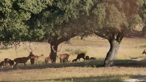 Iberian deer, Cervus elaphus hispanicus, Spain Видео 234352173