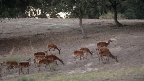 Iberian deer, Cervus elaphus hispanicus, Spain Vídeo Stock 234352194