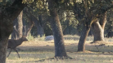 Iberian deer, Cervus elaphus hispanicus, Spain 動画素材 234352214