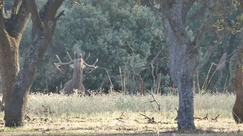 Iberian deer, Cervus elaphus hispanicus, Spain Vídeo Stock 234352226