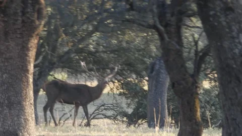 Iberian deer, Cervus elaphus hispanicus, Spain Vídeos de archivo 234352232