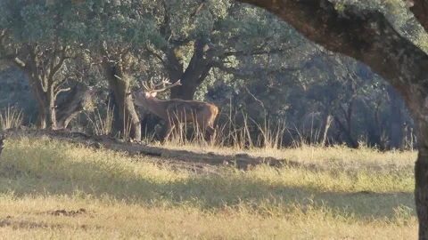 Iberian deer, Cervus elaphus hispanicus, Spain Vídeos de archivo 234352235