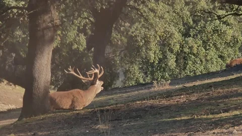 Iberian deer, Cervus elaphus hispanicus, Spain 動画素材 234352252
