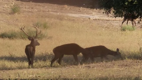 Iberian deer, Cervus elaphus hispanicus, Spain Видео 234352286