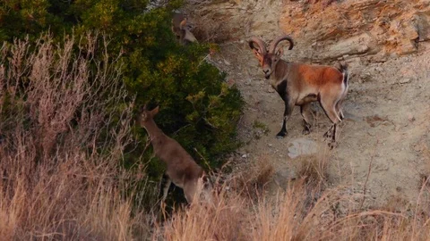 Iberian eating Stock Footage 69918511